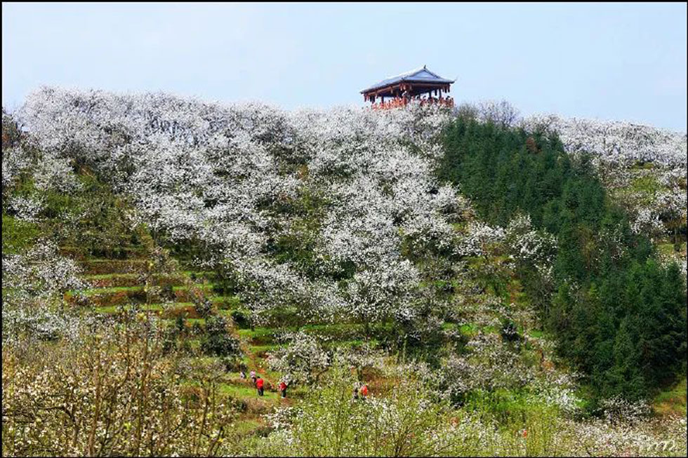 【春天，广西桂林灌阳县向您发出邀请！】我们在灌阳看梨花 - 游山玩水 - 澳门生活社区 - 澳门28生活网 am.28life.net