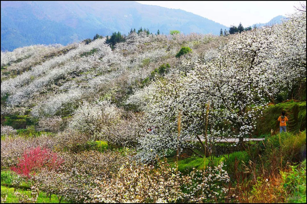 【春天，广西桂林灌阳县向您发出邀请！】我们在灌阳看梨花 - 游山玩水 - 澳门生活社区 - 澳门28生活网 am.28life.net