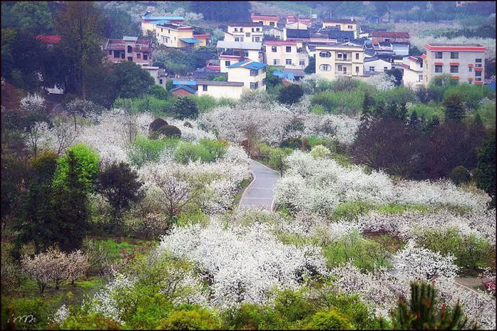 【春天，广西桂林灌阳县向您发出邀请！】我们在灌阳看梨花 - 游山玩水 - 澳门生活社区 - 澳门28生活网 am.28life.net