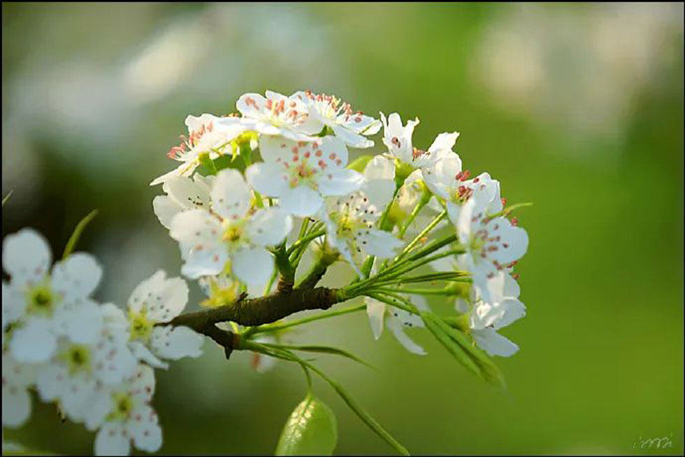【春天，广西桂林灌阳县向您发出邀请！】我们在灌阳看梨花 - 游山玩水 - 澳门生活社区 - 澳门28生活网 am.28life.net