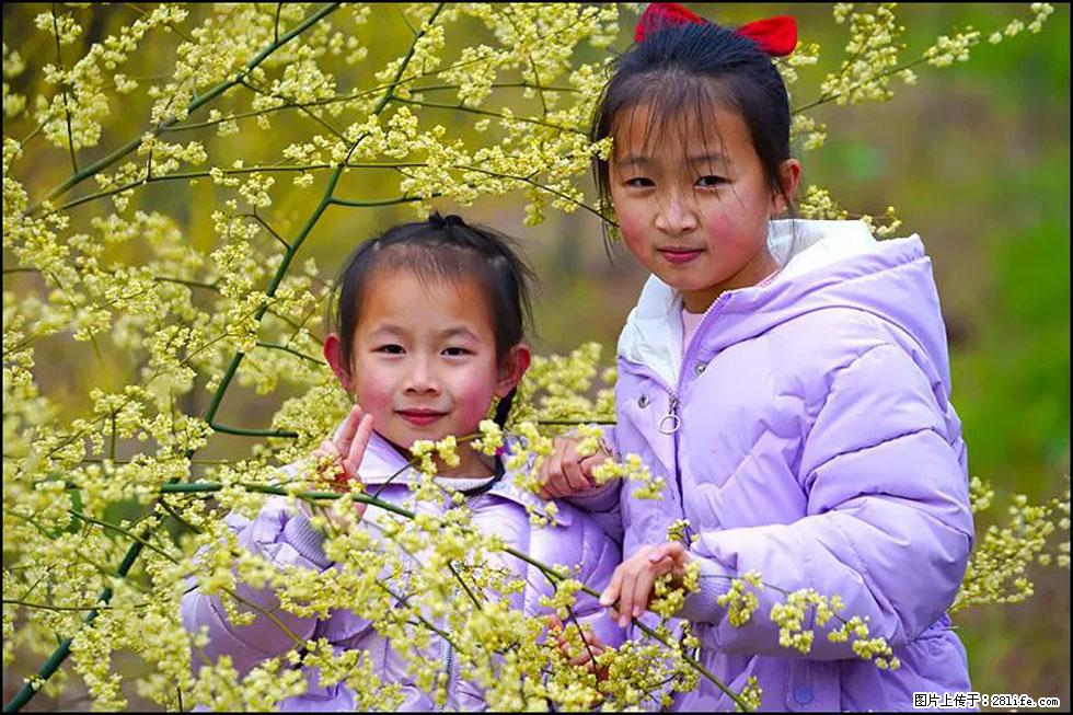 【春天，广西桂林灌阳县向您发出邀请！】米珠山前有片山苍子花在飘香 - 游山玩水 - 澳门生活社区 - 澳门28生活网 am.28life.net