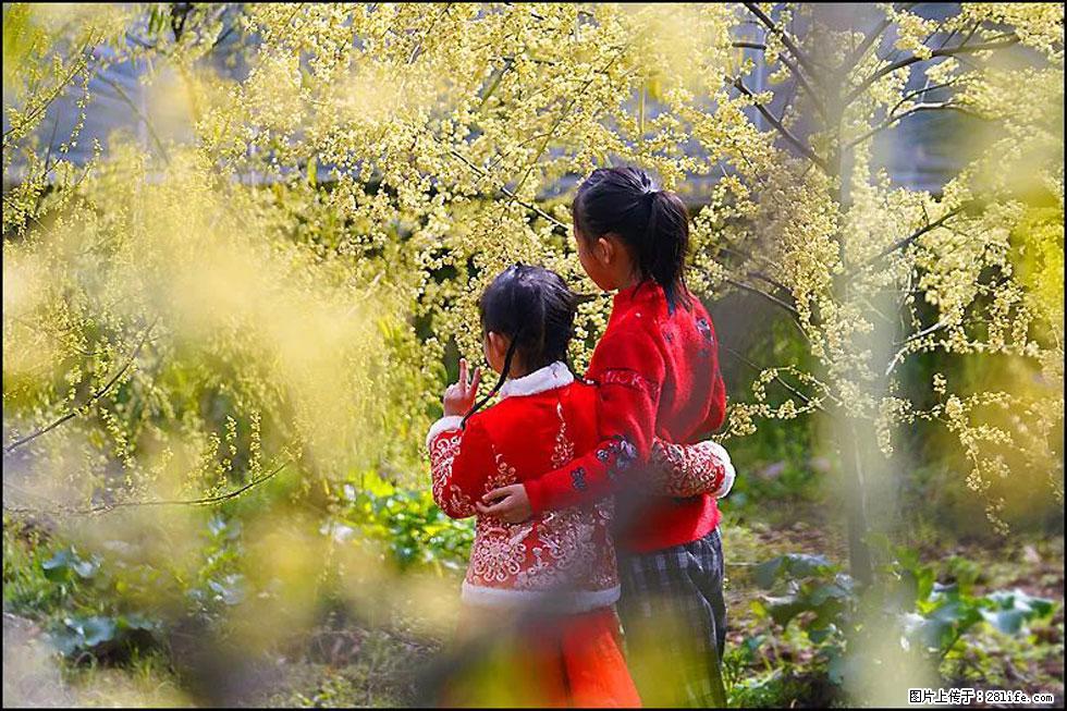【春天，广西桂林灌阳县向您发出邀请！】米珠山前有片山苍子花在飘香 - 游山玩水 - 澳门生活社区 - 澳门28生活网 am.28life.net