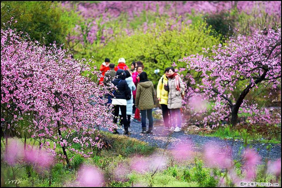 【春天，广西桂林灌阳县向您发出邀请！】官庄村有个醉美的桃花园 - 游山玩水 - 澳门生活社区 - 澳门28生活网 am.28life.net