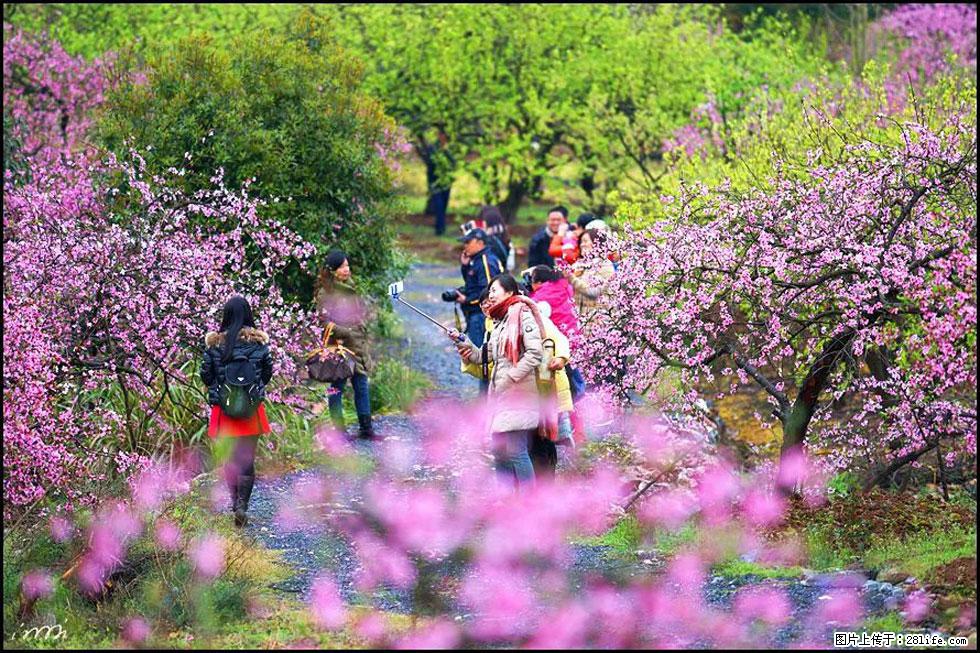 【春天，广西桂林灌阳县向您发出邀请！】官庄村有个醉美的桃花园 - 游山玩水 - 澳门生活社区 - 澳门28生活网 am.28life.net