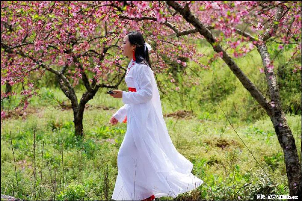 【春天，广西桂林灌阳县向您发出邀请！】官庄村有个醉美的桃花园 - 游山玩水 - 澳门生活社区 - 澳门28生活网 am.28life.net