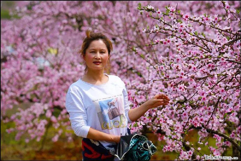 【春天，广西桂林灌阳县向您发出邀请！】官庄村有个醉美的桃花园 - 游山玩水 - 澳门生活社区 - 澳门28生活网 am.28life.net