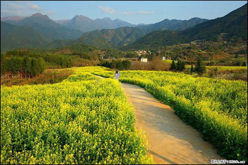 【春天，广西桂林灌阳县向您发出邀请！】长坪村油菜盛情花开 - 游山玩水 - 澳门生活社区 - 澳门28生活网 am.28life.net