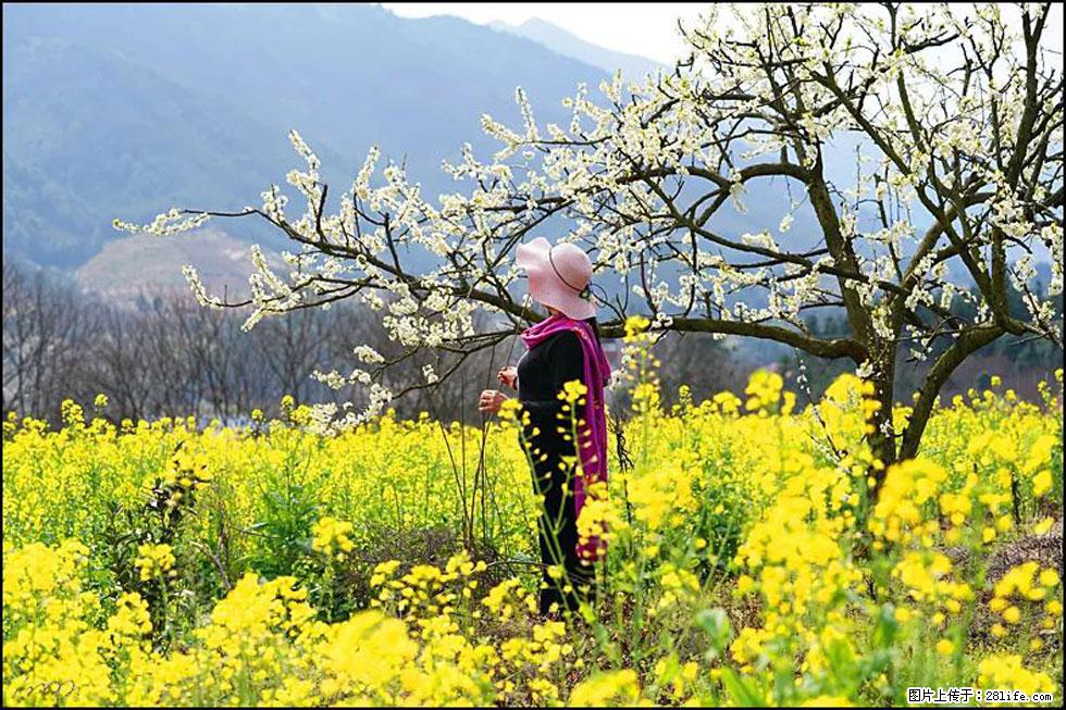 【春天，广西桂林灌阳县向您发出邀请！】长坪村油菜盛情花开 - 游山玩水 - 澳门生活社区 - 澳门28生活网 am.28life.net