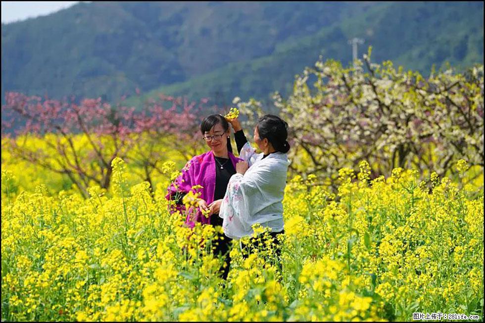 【春天，广西桂林灌阳县向您发出邀请！】长坪村油菜盛情花开 - 游山玩水 - 澳门生活社区 - 澳门28生活网 am.28life.net