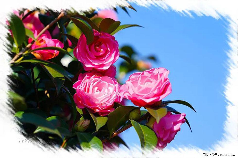 【春天，广西桂林灌阳县向您发出邀请！】杨柳井茶花惹人爱 - 游山玩水 - 澳门生活社区 - 澳门28生活网 am.28life.net