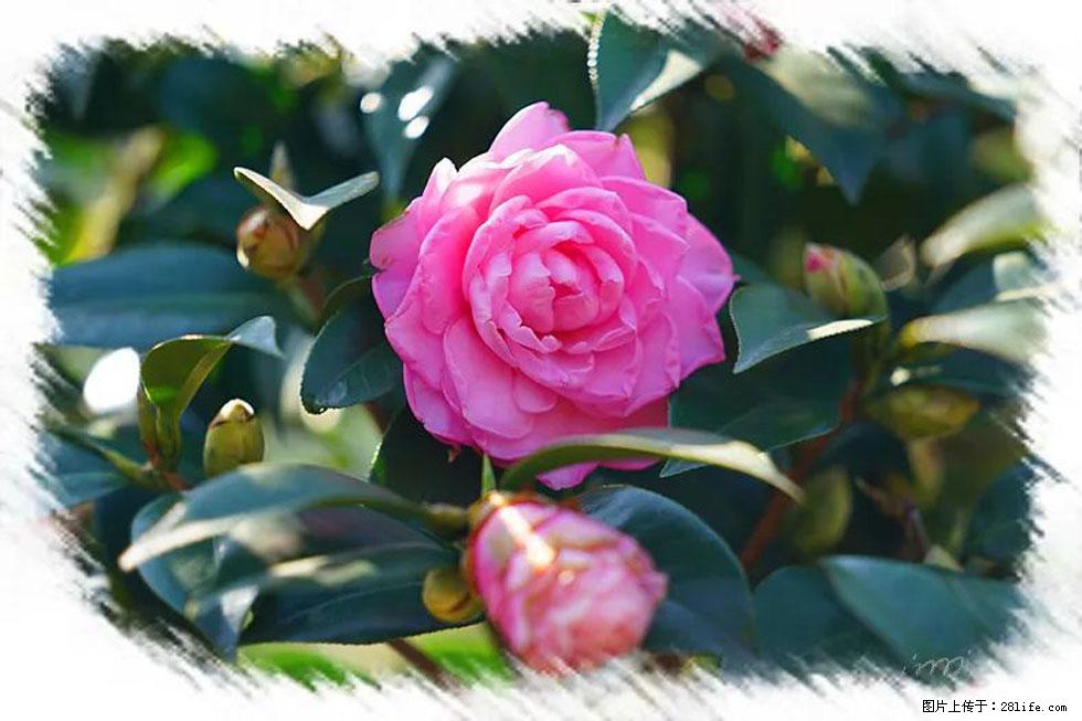 【春天，广西桂林灌阳县向您发出邀请！】杨柳井茶花惹人爱 - 游山玩水 - 澳门生活社区 - 澳门28生活网 am.28life.net