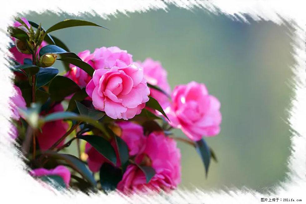 【春天，广西桂林灌阳县向您发出邀请！】杨柳井茶花惹人爱 - 游山玩水 - 澳门生活社区 - 澳门28生活网 am.28life.net