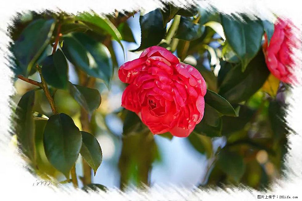 【春天，广西桂林灌阳县向您发出邀请！】杨柳井茶花惹人爱 - 游山玩水 - 澳门生活社区 - 澳门28生活网 am.28life.net