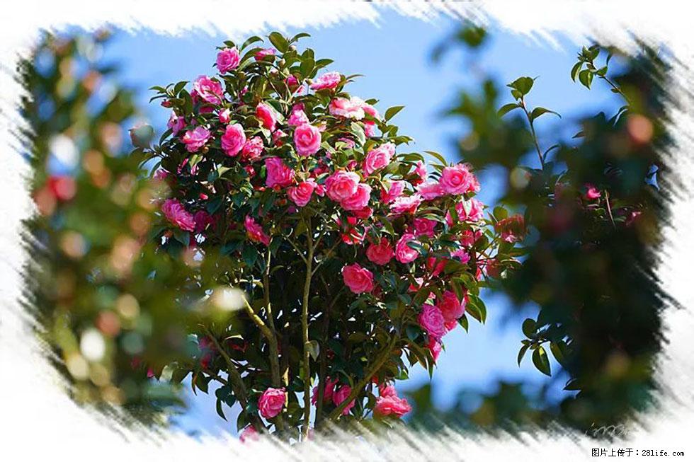 【春天，广西桂林灌阳县向您发出邀请！】杨柳井茶花惹人爱 - 游山玩水 - 澳门生活社区 - 澳门28生活网 am.28life.net
