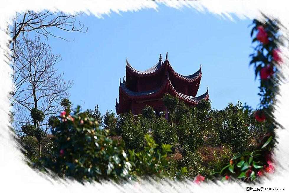 【春天，广西桂林灌阳县向您发出邀请！】杨柳井茶花惹人爱 - 游山玩水 - 澳门生活社区 - 澳门28生活网 am.28life.net