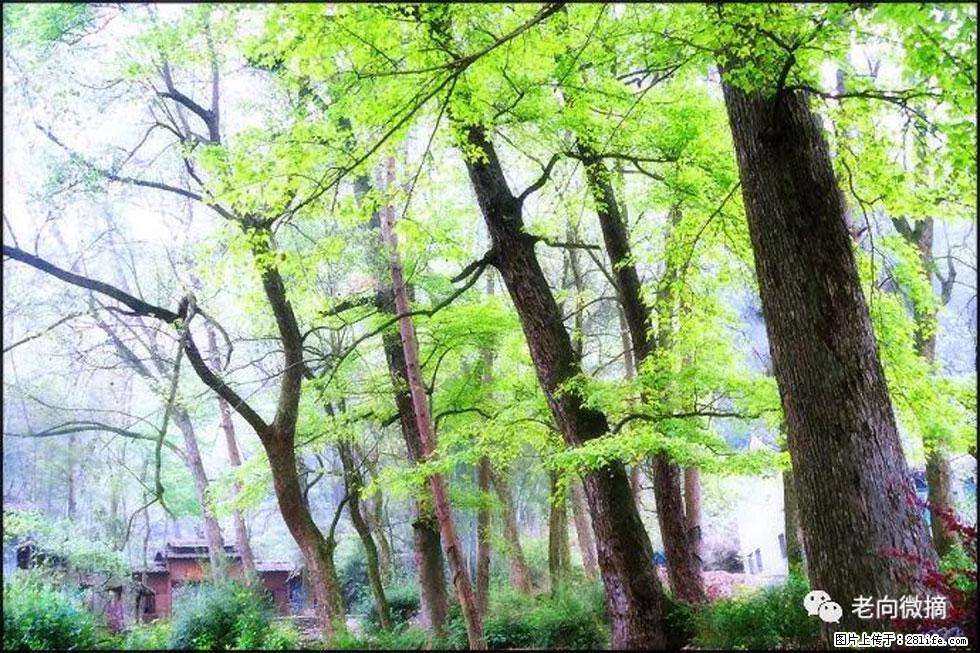 【春天，广西桂林灌阳县向您发出邀请！】在小龙村与春天约会 - 游山玩水 - 澳门生活社区 - 澳门28生活网 am.28life.net