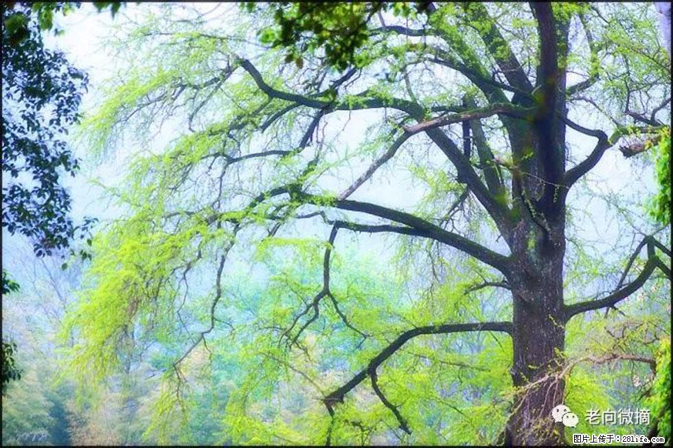 【春天，广西桂林灌阳县向您发出邀请！】在小龙村与春天约会 - 游山玩水 - 澳门生活社区 - 澳门28生活网 am.28life.net