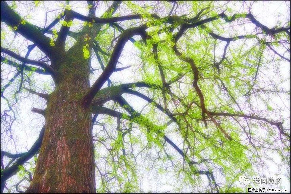 【春天，广西桂林灌阳县向您发出邀请！】在小龙村与春天约会 - 游山玩水 - 澳门生活社区 - 澳门28生活网 am.28life.net