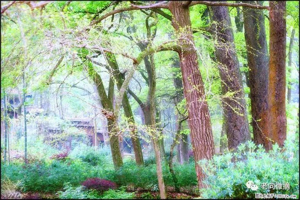 【春天，广西桂林灌阳县向您发出邀请！】在小龙村与春天约会 - 游山玩水 - 澳门生活社区 - 澳门28生活网 am.28life.net