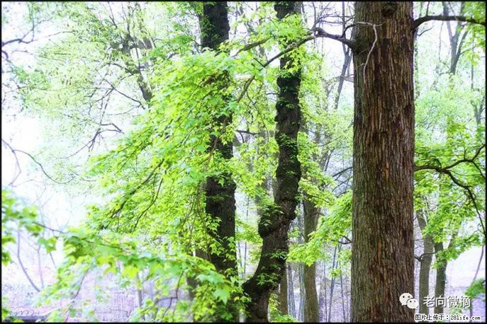 【春天，广西桂林灌阳县向您发出邀请！】在小龙村与春天约会 - 游山玩水 - 澳门生活社区 - 澳门28生活网 am.28life.net