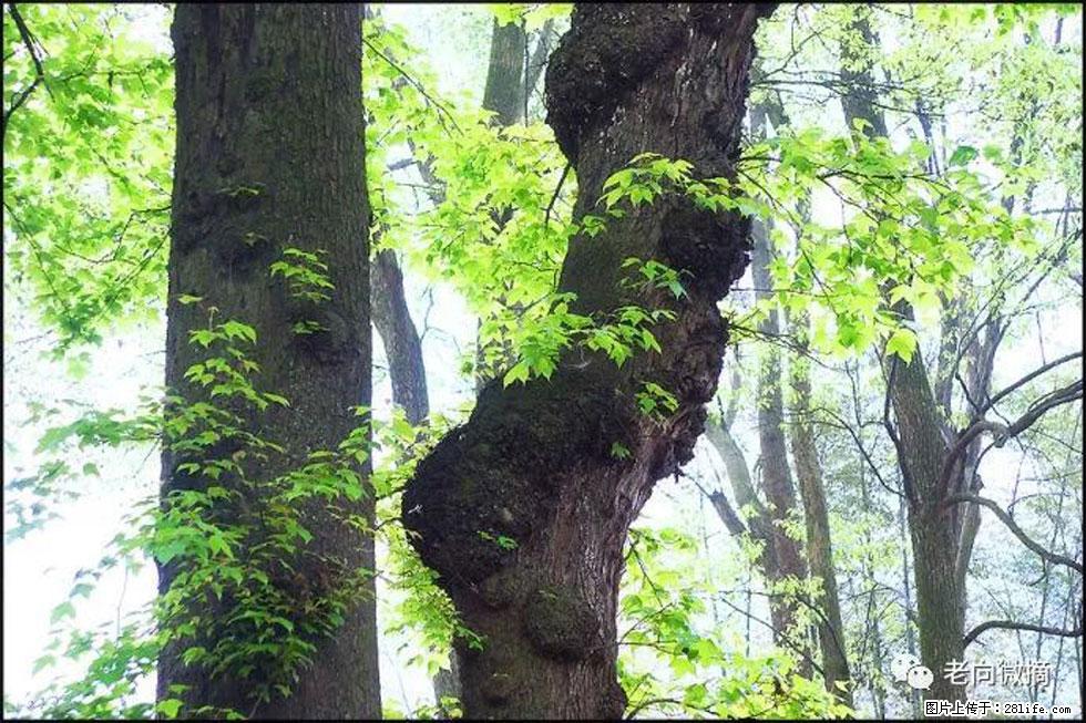 【春天，广西桂林灌阳县向您发出邀请！】在小龙村与春天约会 - 游山玩水 - 澳门生活社区 - 澳门28生活网 am.28life.net