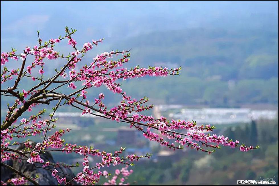 【春天，广西桂林灌阳县向您发出邀请！】望月岭上桃花开 - 游山玩水 - 澳门生活社区 - 澳门28生活网 am.28life.net