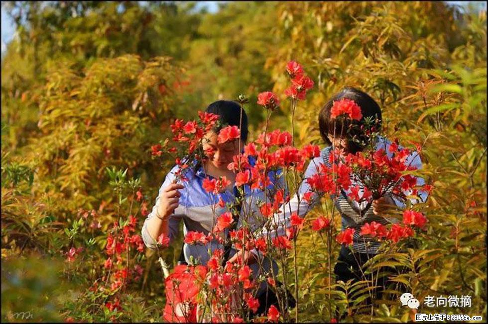 【春天，广西桂林灌阳县向您发出邀请！】登麒麟山，相约映山红 - 游山玩水 - 澳门生活社区 - 澳门28生活网 am.28life.net