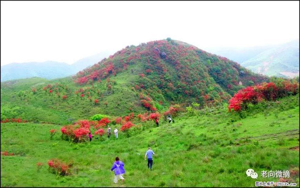 【春天，广西桂林灌阳县向您发出邀请！】宝盖山上映山红 - 游山玩水 - 澳门生活社区 - 澳门28生活网 am.28life.net