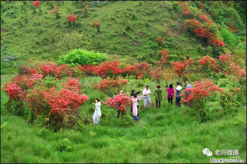 【春天，广西桂林灌阳县向您发出邀请！】宝盖山上映山红 - 游山玩水 - 澳门生活社区 - 澳门28生活网 am.28life.net