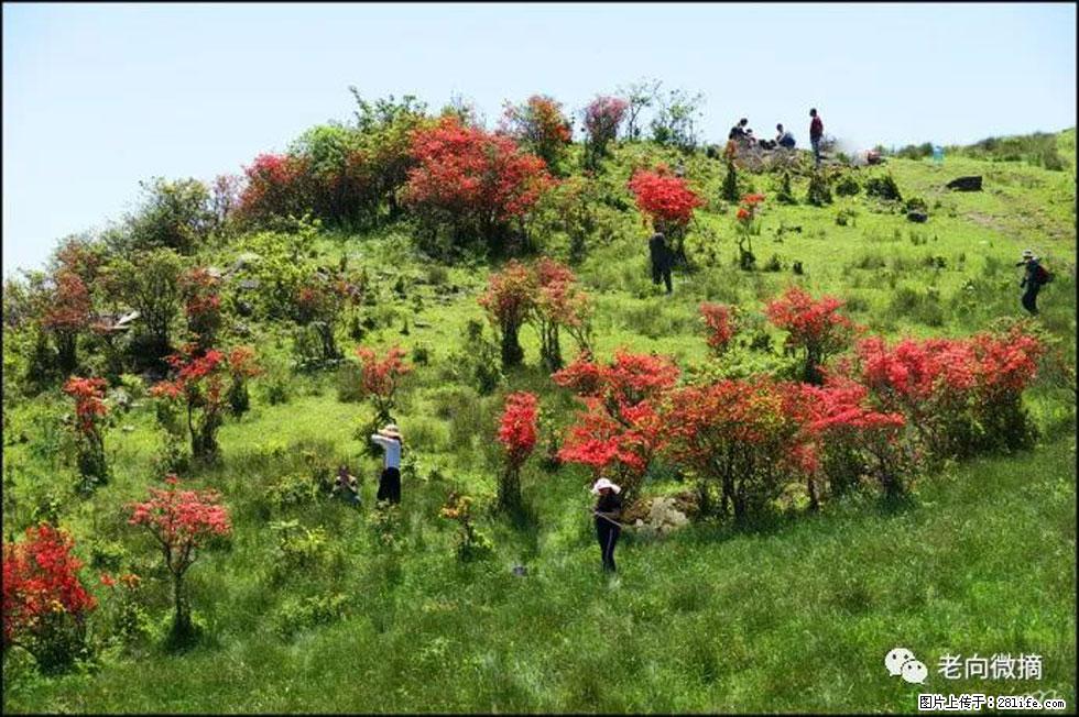 【春天，广西桂林灌阳县向您发出邀请！】宝盖山上映山红 - 游山玩水 - 澳门生活社区 - 澳门28生活网 am.28life.net