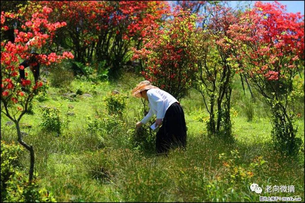 【春天，广西桂林灌阳县向您发出邀请！】宝盖山上映山红 - 游山玩水 - 澳门生活社区 - 澳门28生活网 am.28life.net