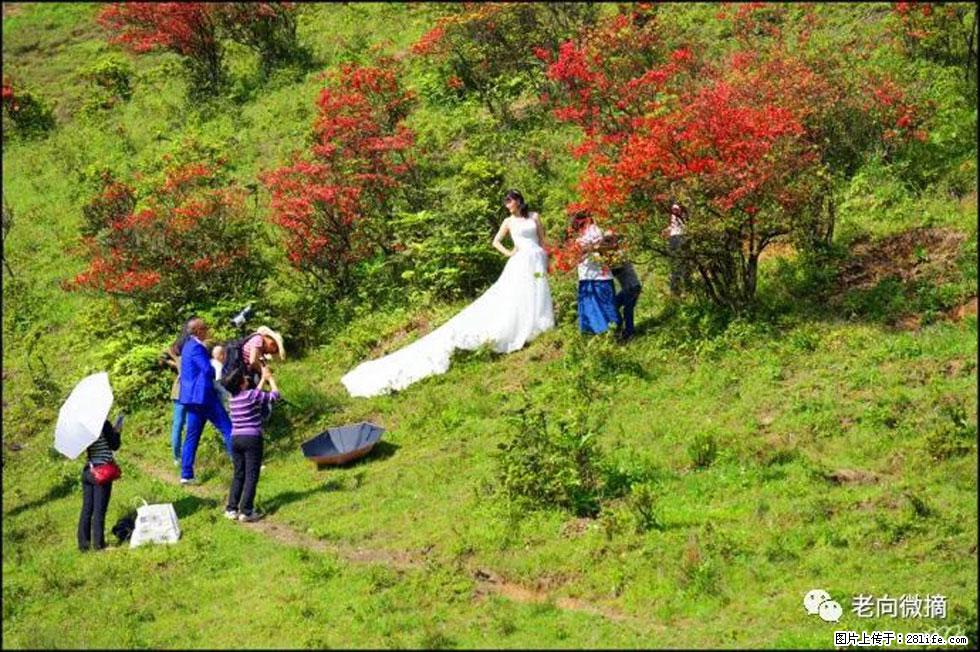 【春天，广西桂林灌阳县向您发出邀请！】宝盖山上映山红 - 游山玩水 - 澳门生活社区 - 澳门28生活网 am.28life.net