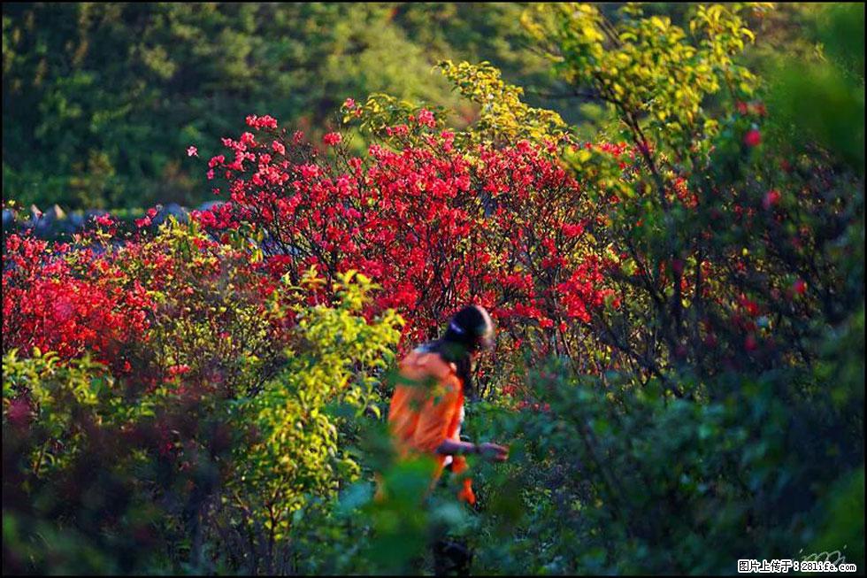 【春天，广西桂林灌阳县向您发出邀请！】春木界上映山红 - 游山玩水 - 澳门生活社区 - 澳门28生活网 am.28life.net