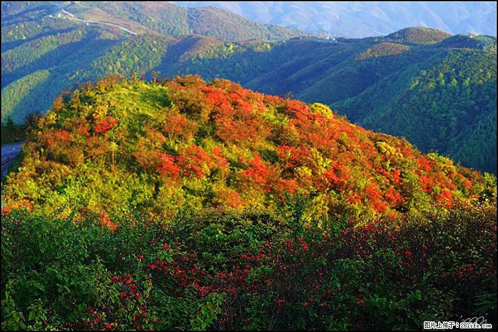 【春天，广西桂林灌阳县向您发出邀请！】春木界上映山红 - 游山玩水 - 澳门生活社区 - 澳门28生活网 am.28life.net