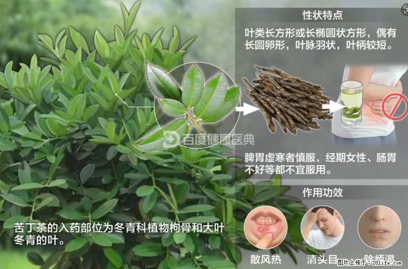苦丁茶有哪些功效和作用 - 生活百科 - 澳门生活社区 - 澳门28生活网 am.28life.net