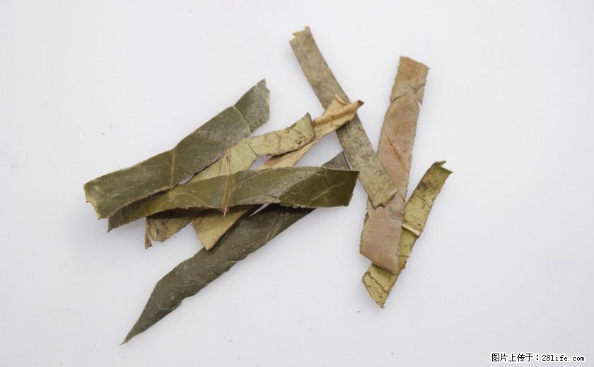 苦丁茶有哪些功效和作用 - 生活百科 - 澳门生活社区 - 澳门28生活网 am.28life.net
