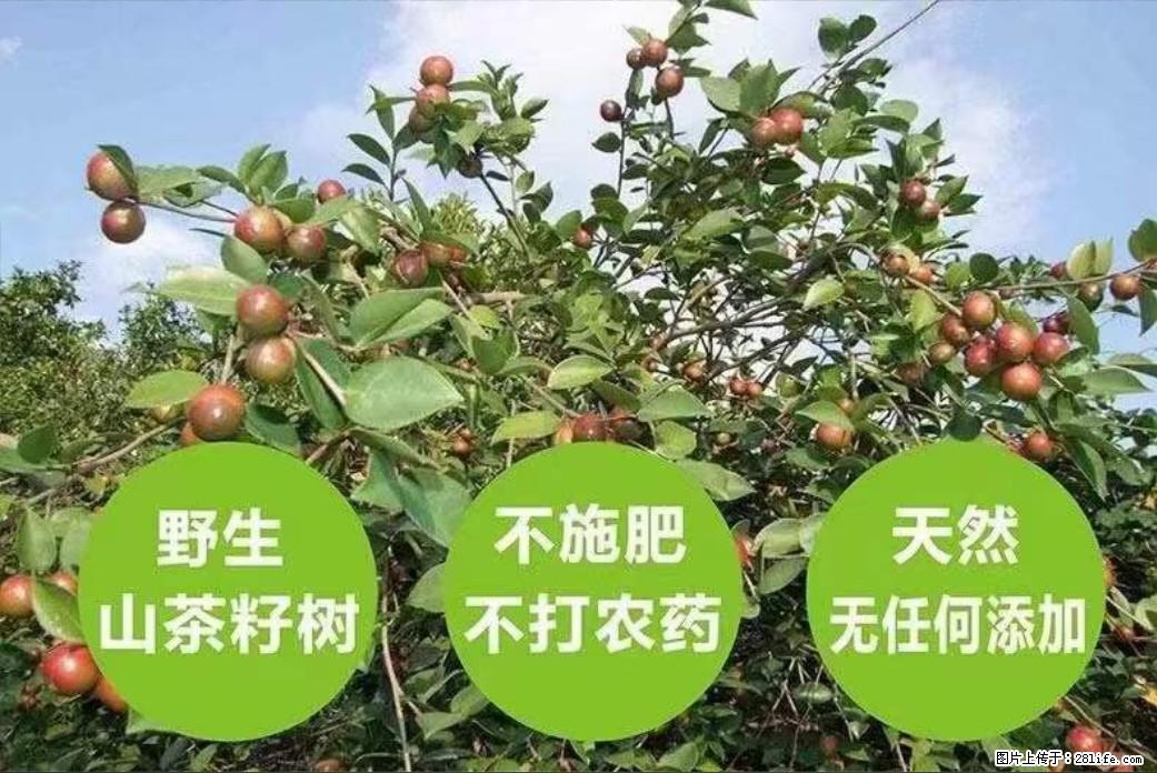 【灌阳县油茶产业示范区】一个有着充实的精神生活的人，对待身外之物自会有一种淡泊的态度 - 美食天地 - 澳门生活社区 - 澳门28生活网 am.28life.net