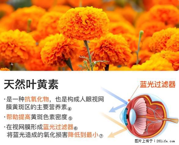 叶黄素有什么功效和作用 - 生活百科 - 澳门生活社区 - 澳门28生活网 am.28life.net