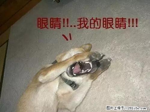 笑癫了！一女的怀孕三年未生，他终于忍不住了... - 娱乐八卦 - 澳门生活社区 - 澳门28生活网 am.28life.net