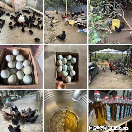 油茶园从小鸡仔开始养起的纯土鸡、土鸡蛋可以预定啦！还有前几天刚榨的纯山茶油哦 - 土特产 - 饮食特产 - 澳门分类信息 - 澳门28生活网 am.28life.net