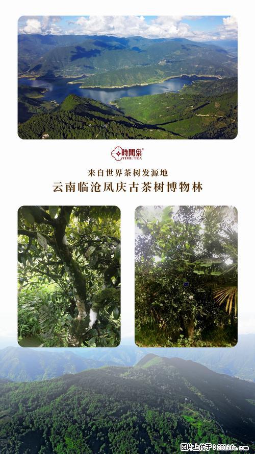 时间果百年古树2025年春红茶 - 购物交流 - 澳门生活社区 - 澳门28生活网 am.28life.net