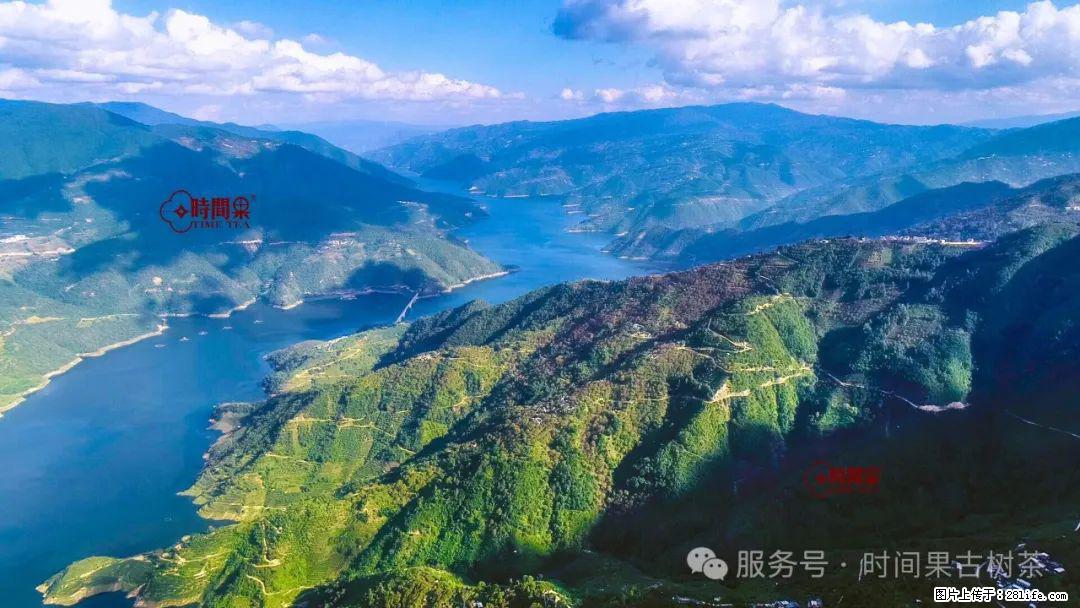 时间果百年古树龙珠普洱生茶 - 购物交流 - 澳门生活社区 - 澳门28生活网 am.28life.net