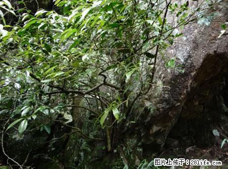 平乐石崖茶，珍贵仅次于金花茶 - 澳门生活资讯 - 澳门28生活网 am.28life.net