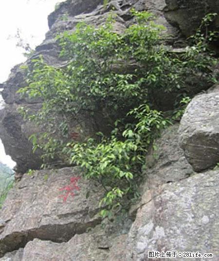 平乐石崖茶，珍贵仅次于金花茶 - 澳门生活资讯 - 澳门28生活网 am.28life.net