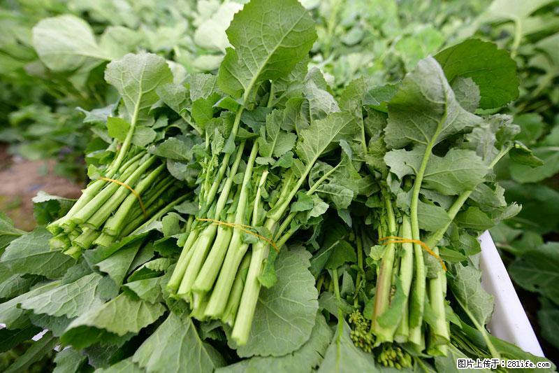 这些蔬菜是“天然钙片”，这6种被医生重点推荐 - 澳门生活资讯 - 澳门28生活网 am.28life.net